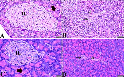 Melatonin ameliorates the adrenal and pancreatic alterations in streptozotocin-induced diabetic rats: Clinical, biochemical, and descriptive histopathological studies